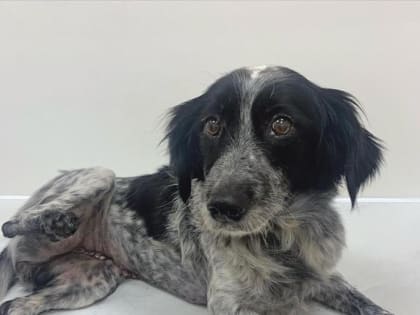 Полуспаниельке Леоне сделали операцию