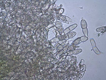 Белая ржавчина хризантем выявлена в двух партиях срезанных цветов