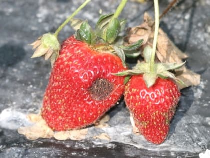 В Калининградской области выявлена уже третья зона заражения земляники антракнозом