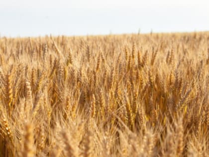 Калининградская область поставит на экспорт более 500 тыс. тонн зерна