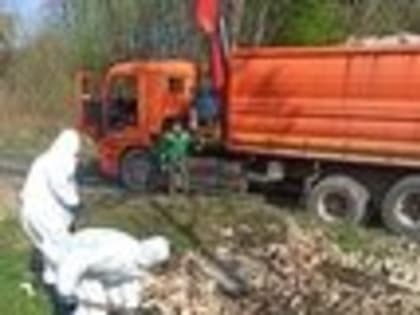 24 тонны коровьих черепов и старых покрышек: на окраине Калининграда 9 часов грузили мусор со стихийной свалки (фото)