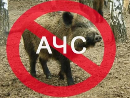 Геном вируса АЧС выявлен в двух отстрелянных в Зеленоградских лесах кабанах