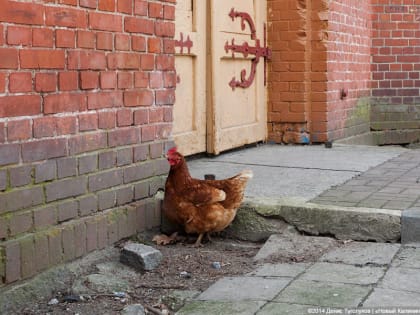 В части Калининграда, 20 поселках и СНТ Гурьевского округа ввели карантин из-за птичьего гриппа