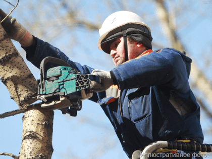 Санитарную обрезку аварийных деревьев у жилого дома провели только под нажимом прокурора