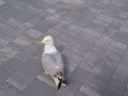 Вадик полетел: чайку из «Храброво» выпустили после реабилитации (видео)