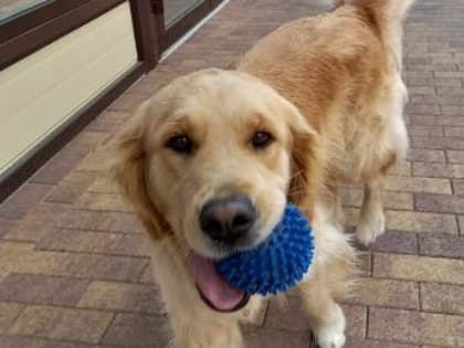 В Роспотребнадзоре рассказали, как уберечь питомцев от клещей