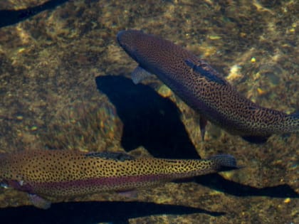 В Калининградской области хотят производить до 12 тонн радужной форели в год