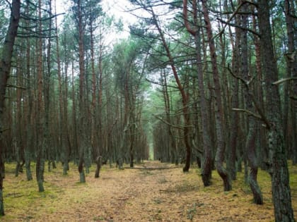 С начала года клещи покусали 297 человек в Калининградской области