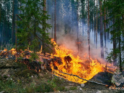 Прокуратура выявила нарушения в сфере охраны лесов от пожаров