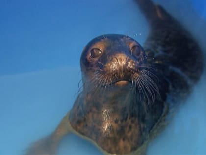 Реабилитацией и консультациями по содержанию диких животных занимается калининградская организация «Биосфера Балтики»