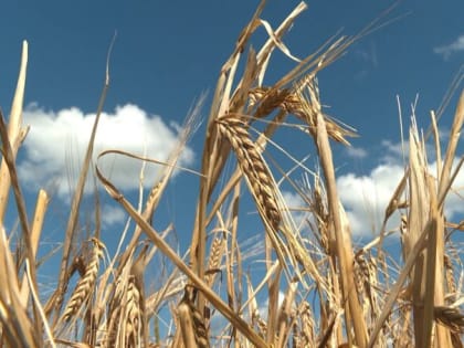 Сегодня в России отмечают День работников сельского хозяйства и перерабатывающей промышленности