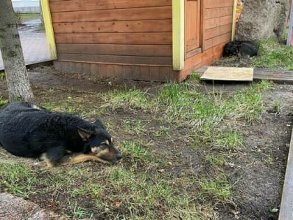 Кому помешали собаки возле Северного вокзала: отель «Рэдиссон» отрицает, что инициировал отлов
