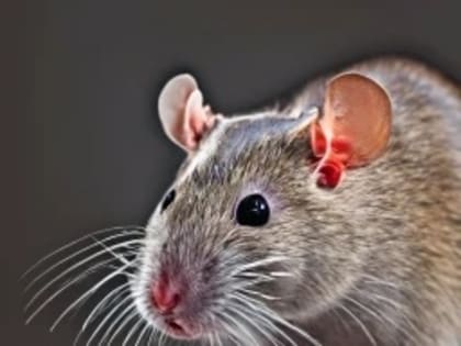 Пациента Калининградской областной больницы укусила крыса