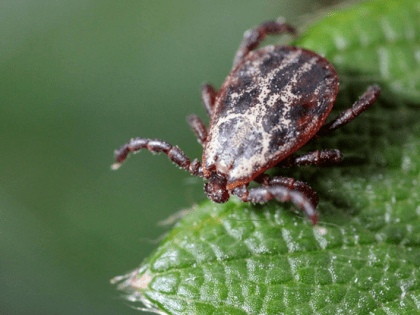 Клещ атакует: в Калининградской области диагностировано 9 случаев клещевого боррелиоза