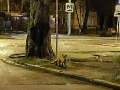 В центре Калининграда заметили общительную лису (видео)