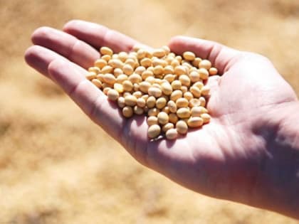 В Калининградской области из-за санкций снова сделают ставку на посев сои вместо зерновых