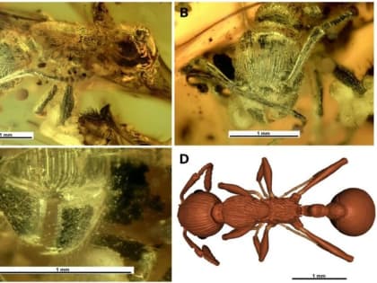 В кусочке калининградского янтаря обнаружили новый вид древних муравьёв возрастом 37 млн лет