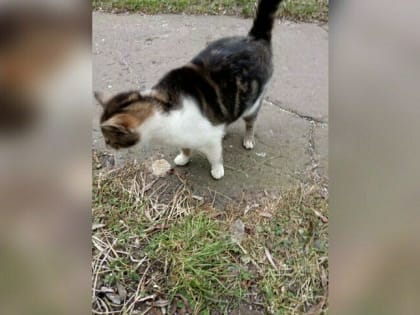 В Калининграде жильцы многоэтажки замуровали бездомных котов в подвале
