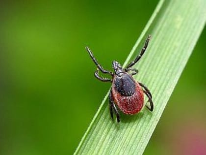 Осторожно клещи!