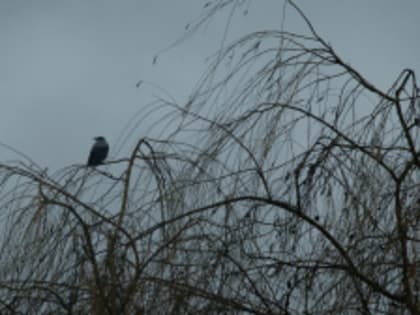 Карантин по птичьему гриппу