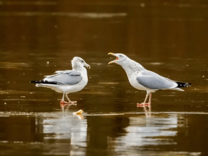 Карантин по птичьему гриппу ввели до начала августа в Калининграде и поселках