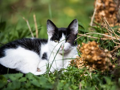 В калининградском Роспотребнадзоре рассказали, чем можно заразиться от кошек