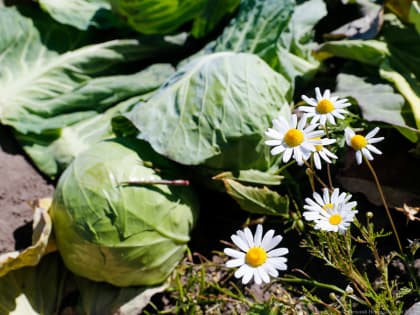 В мае лидерами по подорожанию в Калининградской области стали капуста и морковь