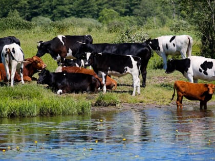 В Калининградской области сократилось поголовье свиней и крупного рогатого скота