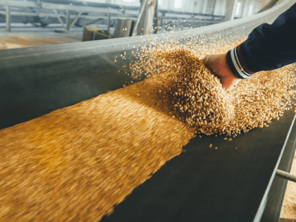 В Калининградскую область импортировано 590 тысяч тонн зерна и продуктов его переработки