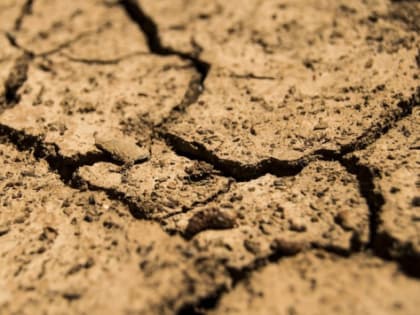 Власти Калининградской области  сообщили о частичной потере урожая у аграриев из-за засухи