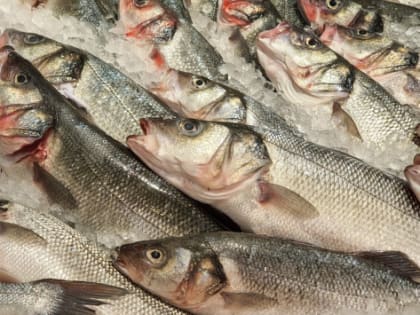 Калининградскую область хотят превратить в рыбный хаб России