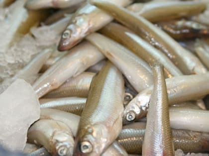 Лютаревич высказался о высокой стоимости корюшки в Калининграде