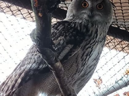 Калининградский зоопарк перевел птиц на безвыгульное содержание из-за угрозы гриппа