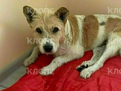 «Ему больно, а он виляет хвостиком»: калининградцы спасают сбитую машиной дворнягу с волочащимися лапами (фото, видео)