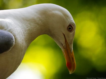 Россельхознадзор региона призывает срочно ликвидировать незаконные свалки из-за птичьего гриппа