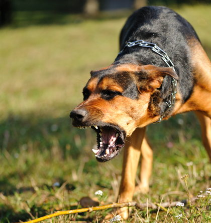 An aggressive dog barking.