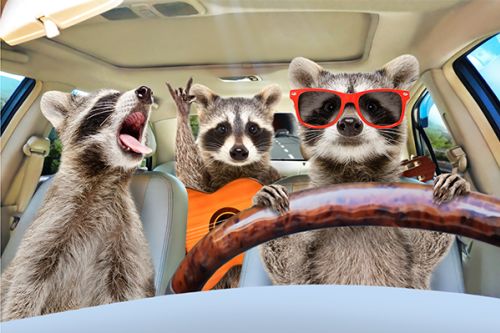 Photoshopped image of racoons driving in car