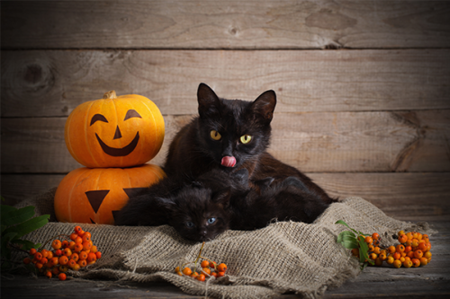Black cat licking kitten surrounded by pumpkins and orange berries