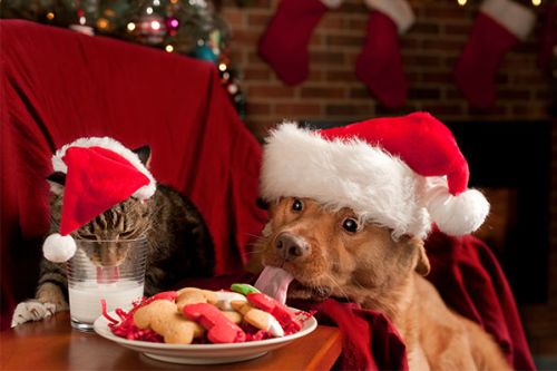 Dog and cat in Santa hats eating cookies