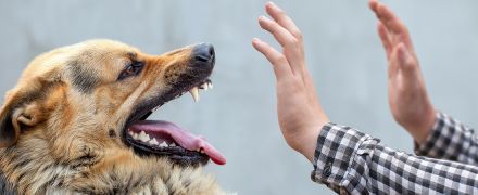 A man putting his hands up in defense from a dog attack.