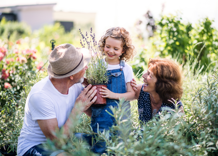 Grandparents having their young granddaughter help them in the garden.