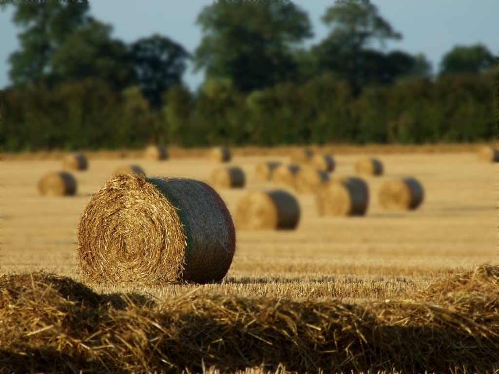 hay.jpg
