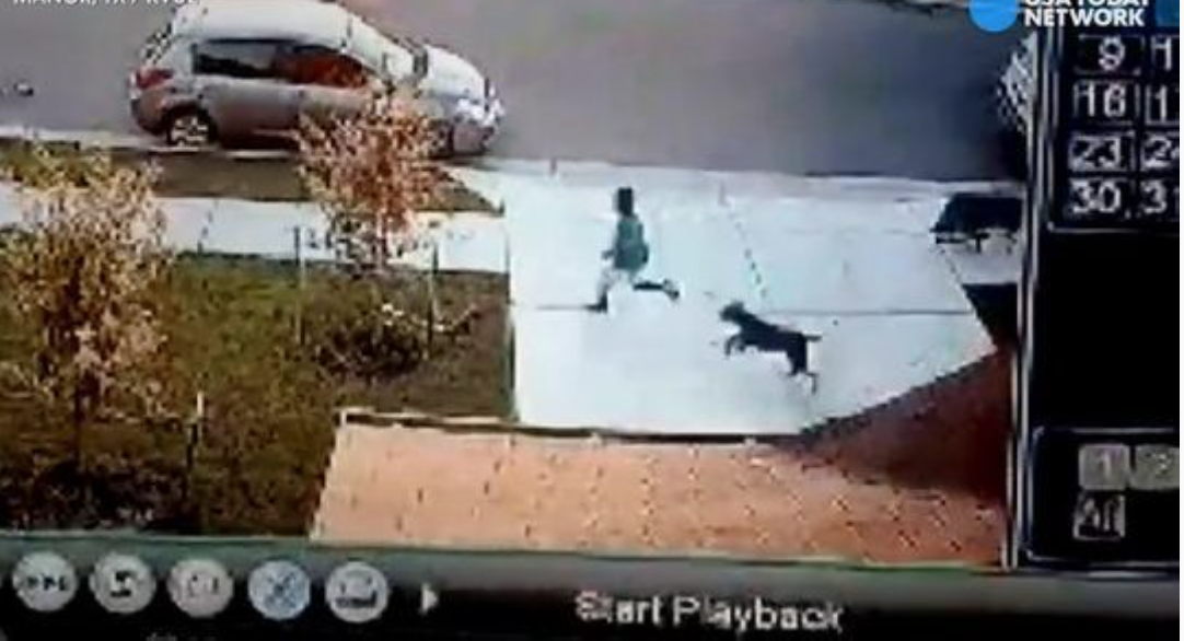 Dog chasing person