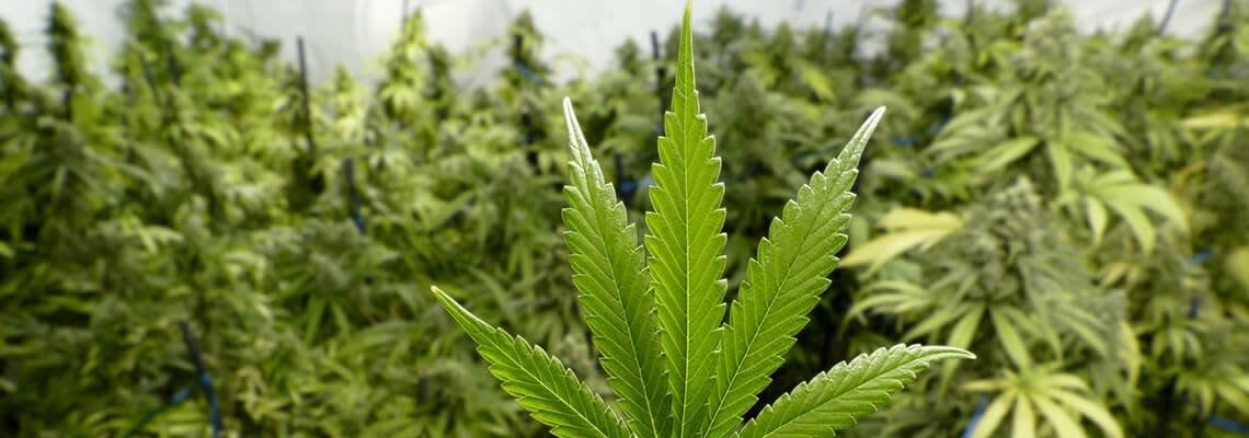 Marijuana plants