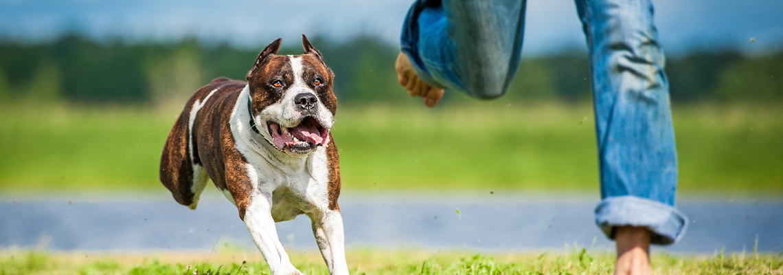 American staffordshire terrier running over a man