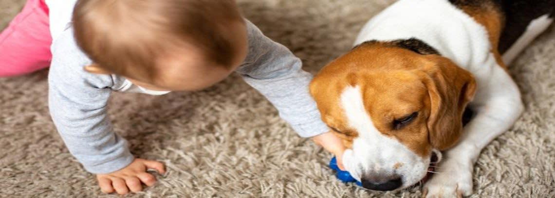 Baby taking a toy from a puppy's mouth