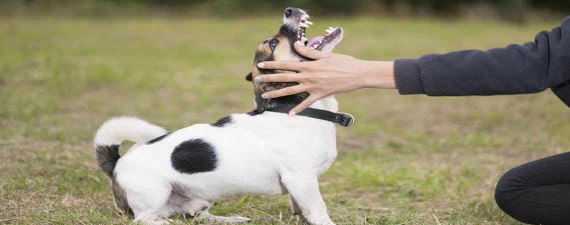 Dog baring it's teeth while being touched