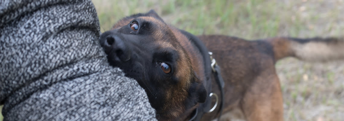 Dog biting a person's arm