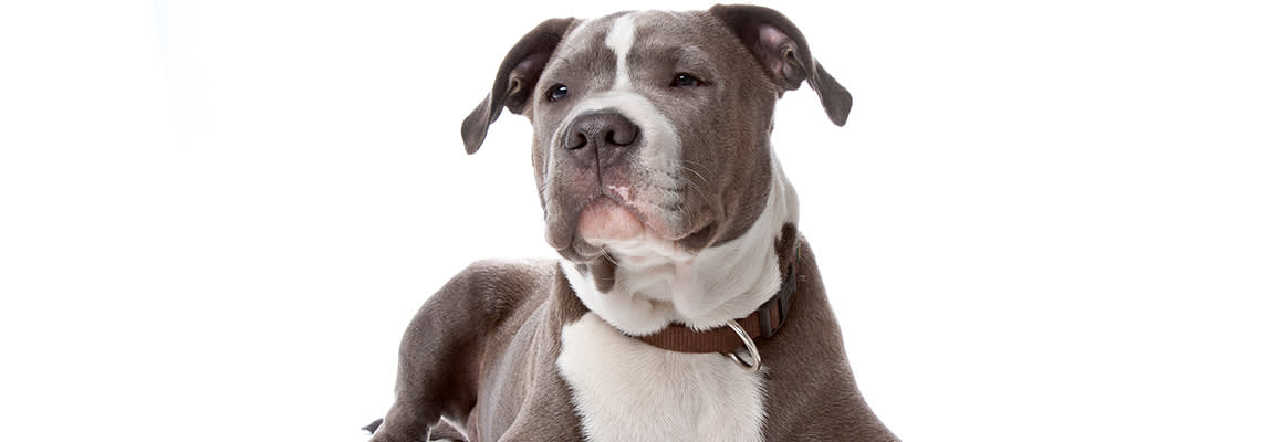 Close up of grey and white pit bull