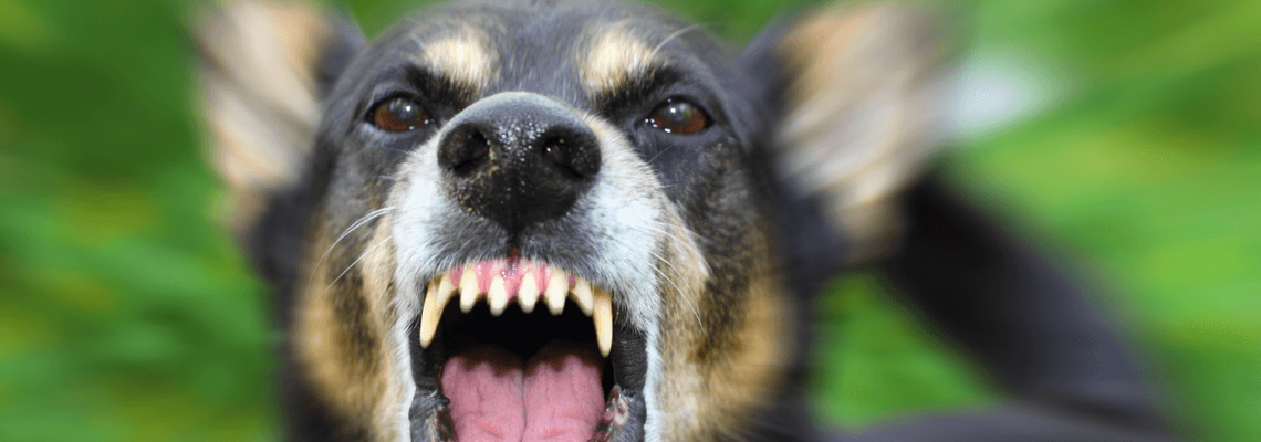 Snarling dog